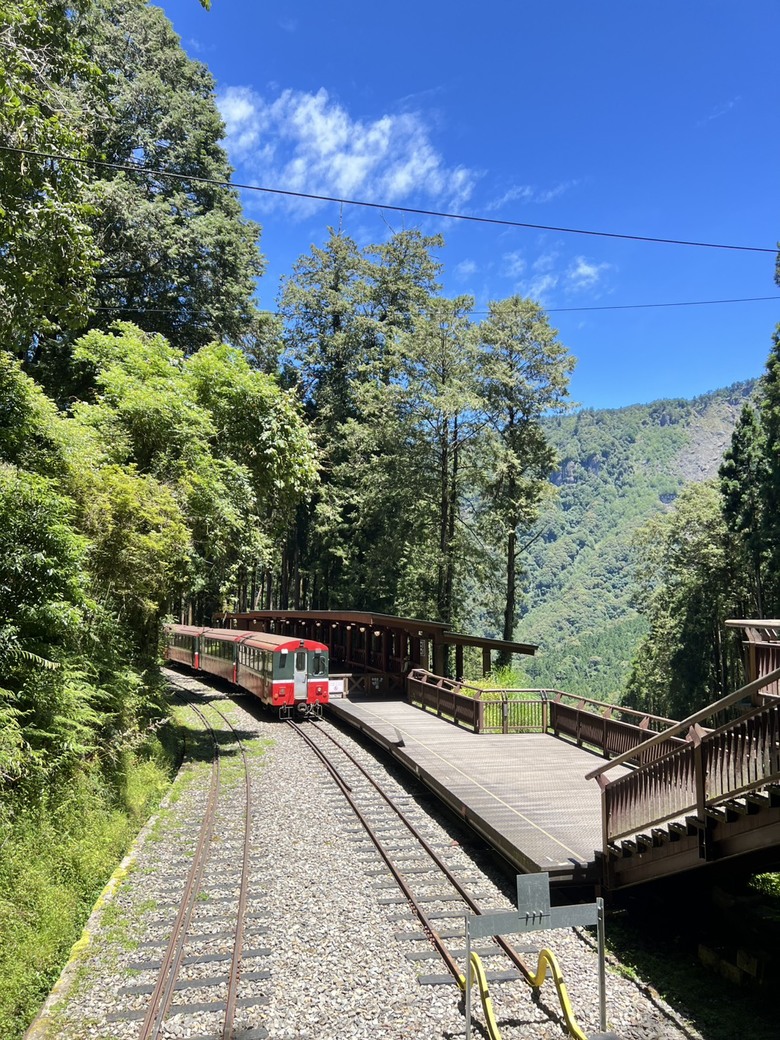 【阿里山開箱】搭神木線森林小火車 × 漫步巨木群步道 ｜走進檜木森林與時光的深處