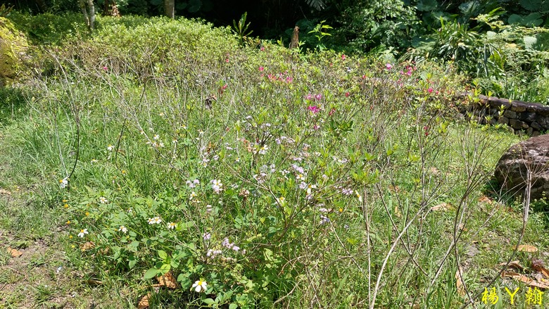 【郊山走走】烏來蝴蝶公園消暑愜意、輕鬆健行溪瀧步道、古圳步道