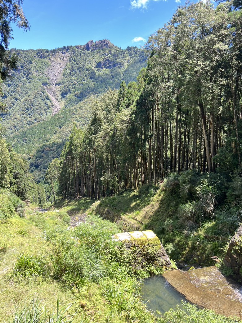 【阿里山開箱】搭神木線森林小火車 × 漫步巨木群步道 ｜走進檜木森林與時光的深處