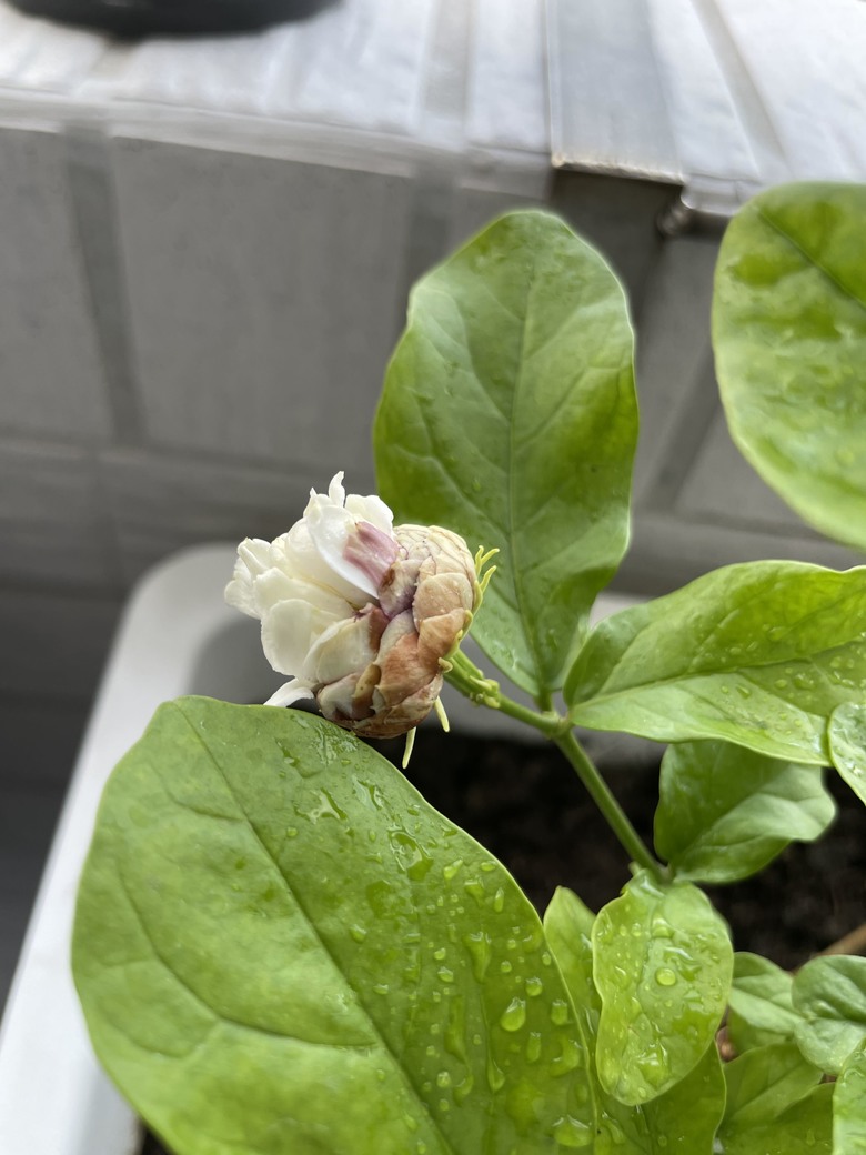茉莉花苞枯黃