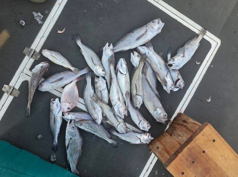 淡水漁人碼頭船釣黑喉