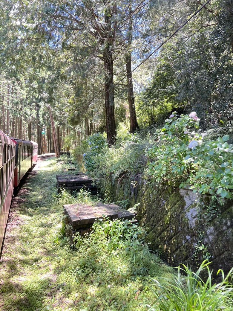 【阿里山開箱】搭神木線森林小火車 × 漫步巨木群步道 ｜走進檜木森林與時光的深處
