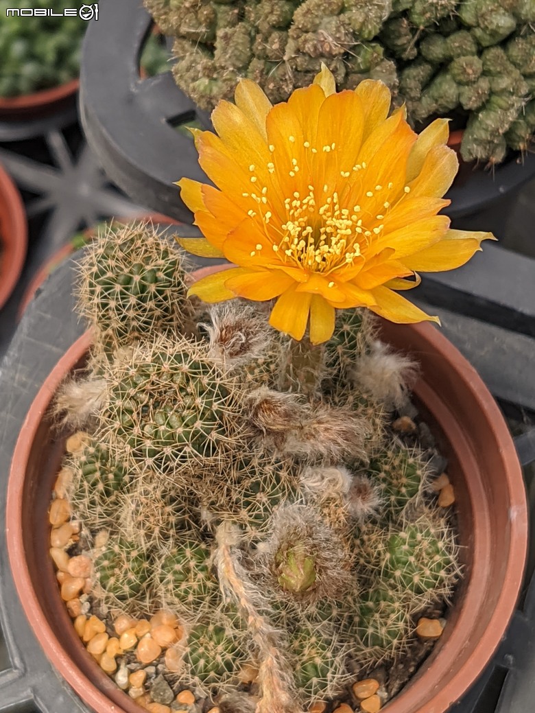 多肉植物開花 台南市歸仁區七甲花卉區 06/21