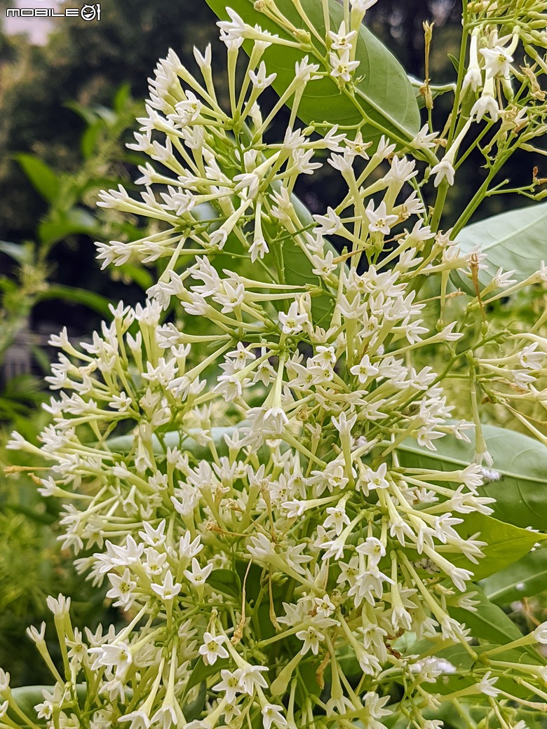 澤瀉+夜香木+紫薇 台南市南區新生里竹溪-綠蔭步道 06/22