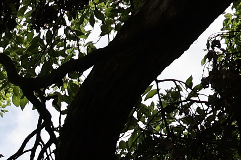 Canon RF 20mm f/1.4L VCM 評測報告｜開闊視野、攝錄混合一把罩！