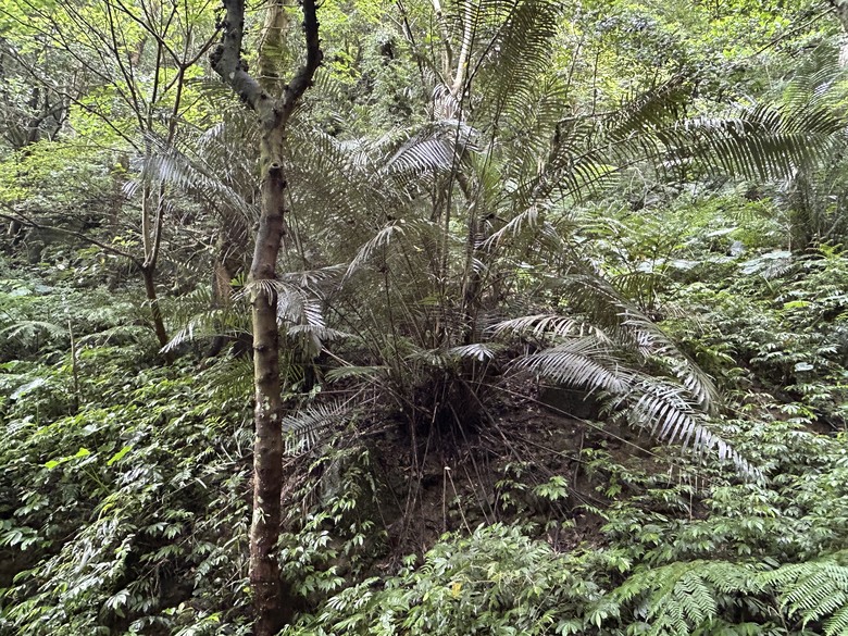 比百岳石門山更難的小百岳-桃園石門山步道