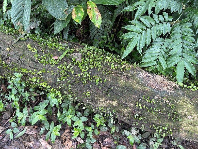 比百岳石門山更難的小百岳-桃園石門山步道