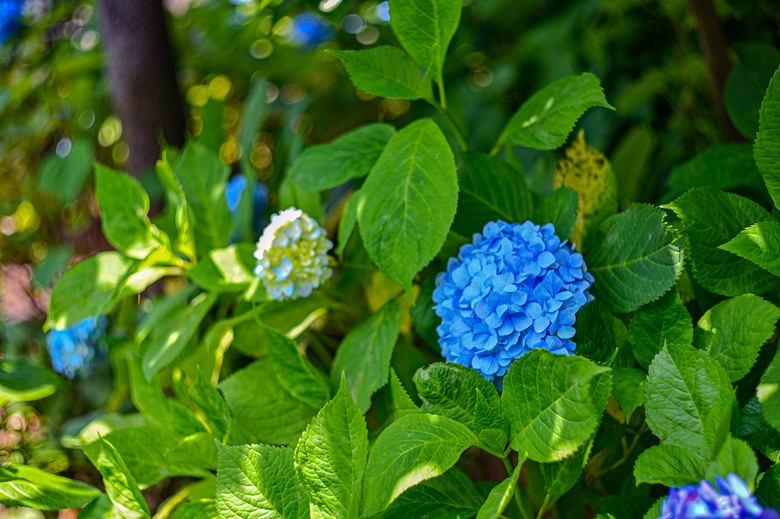 東京市區也可欣賞整片的紫陽花-文京區白山神社紫陽花季