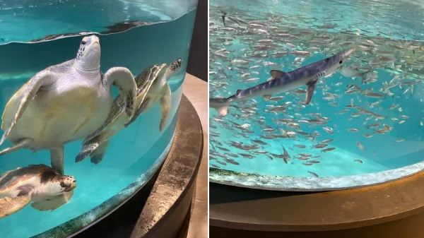 水族館大缸遭魷魚墨汁攻擊「一片黑嘛嘛」魟魚緊貼壁上一臉崩潰：救救我！