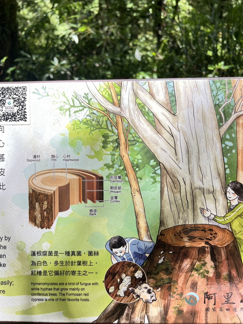 【阿里山開箱】搭神木線森林小火車 × 漫步巨木群步道 ｜走進檜木森林與時光的深處