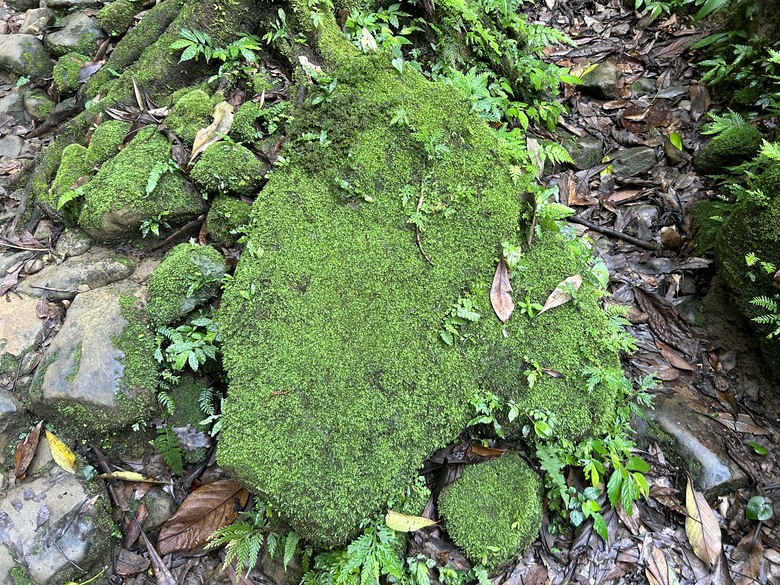 比百岳石門山更難的小百岳-桃園石門山步道