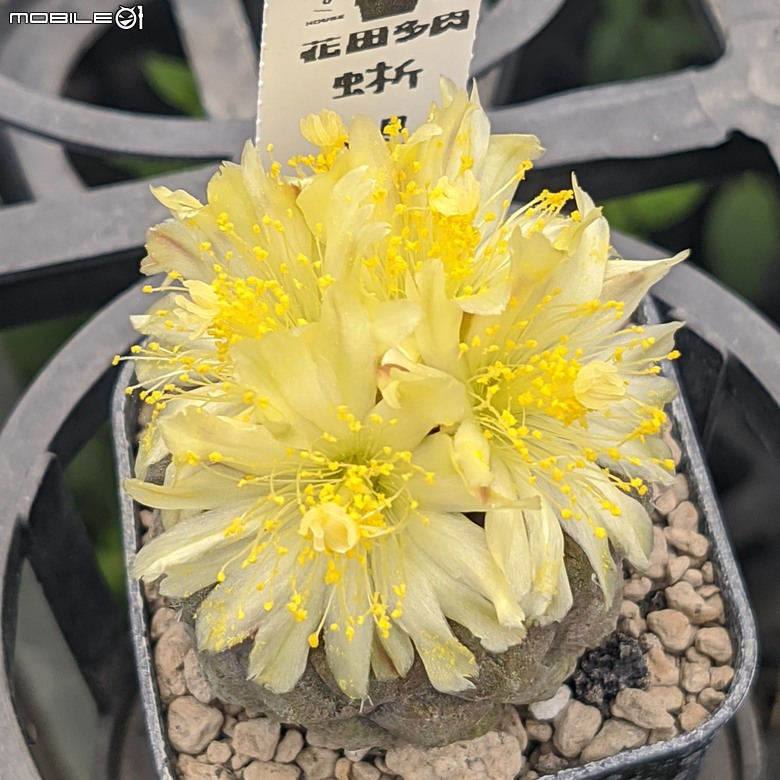 多肉植物開花 台南市歸仁區七甲花卉區 06/08