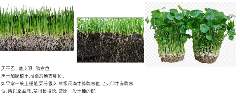 閒聊種菜