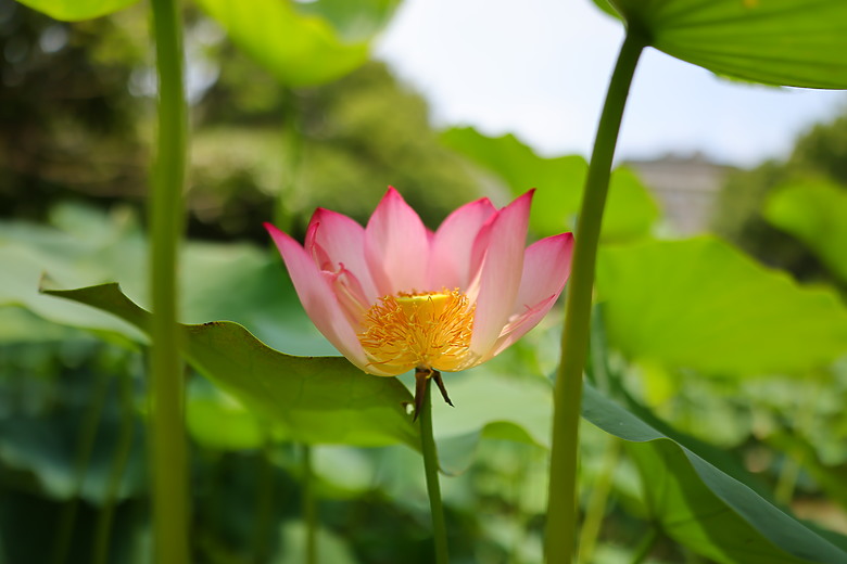 點我看大圖 Canon RF 20mm f/1.4L VCM 評測報告|開闊視野、攝錄混合一把罩!