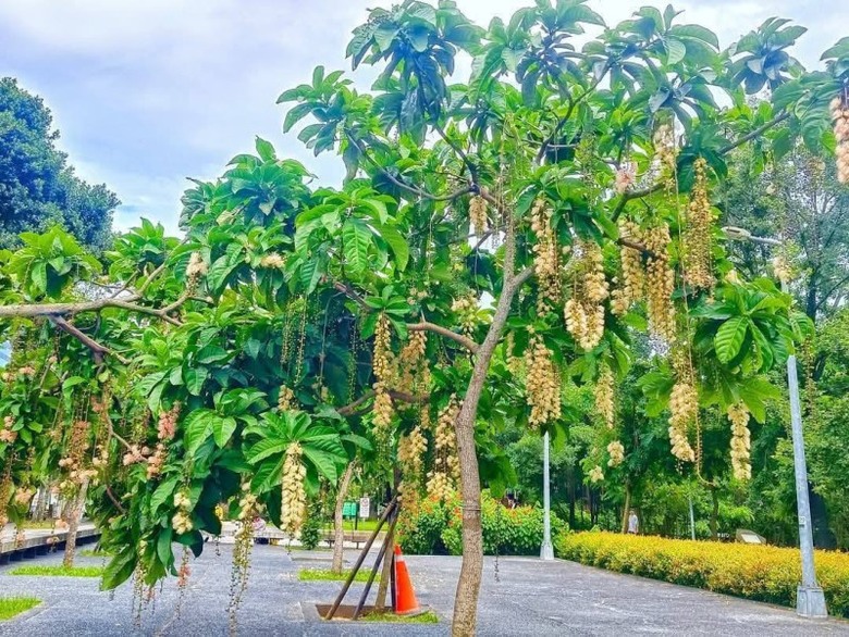 台北市區浪漫夜花！穗花棋盤腳現身榮星花園現正值花期！