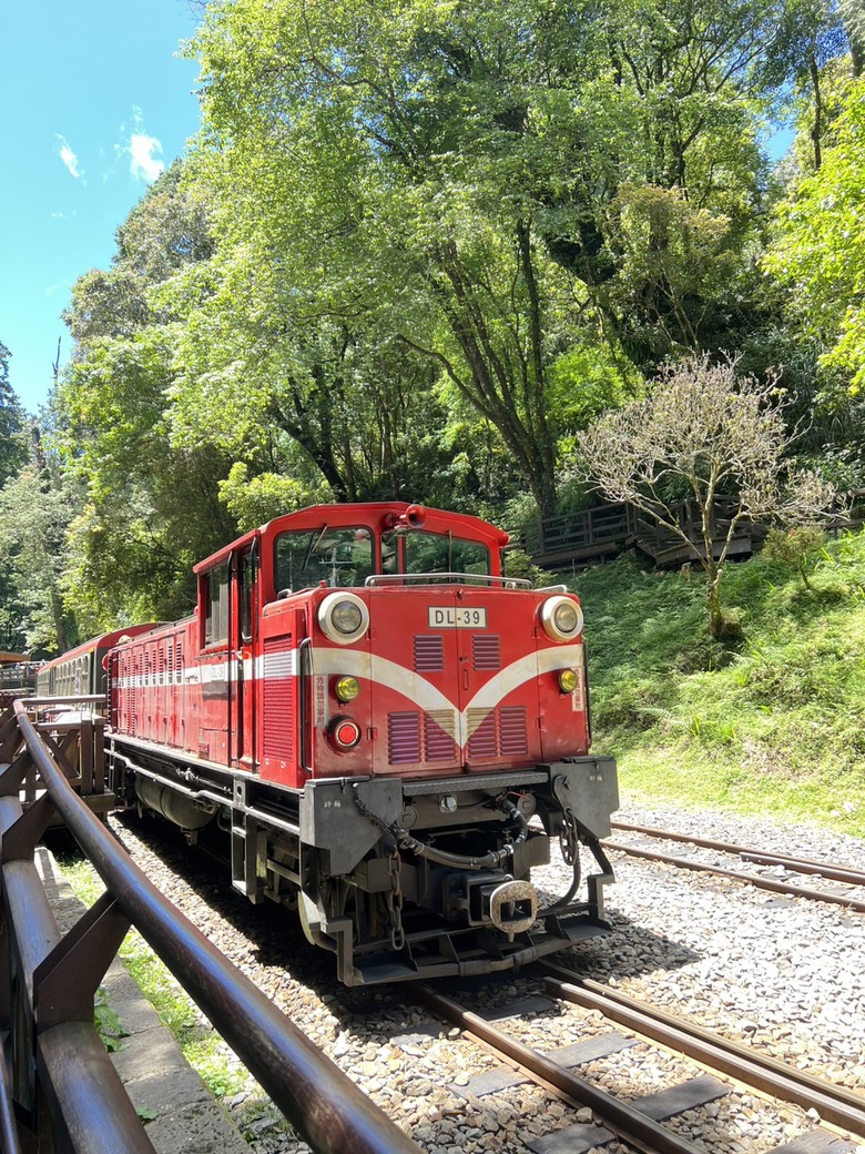 【阿里山開箱】搭神木線森林小火車 × 漫步巨木群步道 ｜走進檜木森林與時光的深處