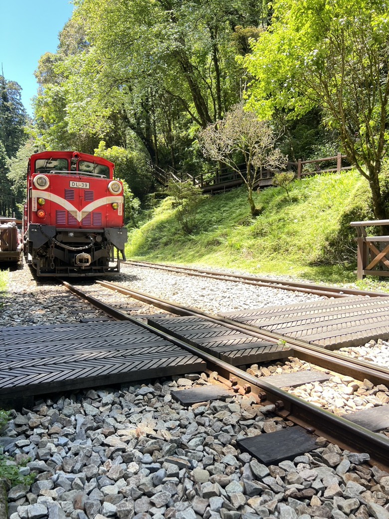 【阿里山開箱】搭神木線森林小火車 × 漫步巨木群步道 ｜走進檜木森林與時光的深處