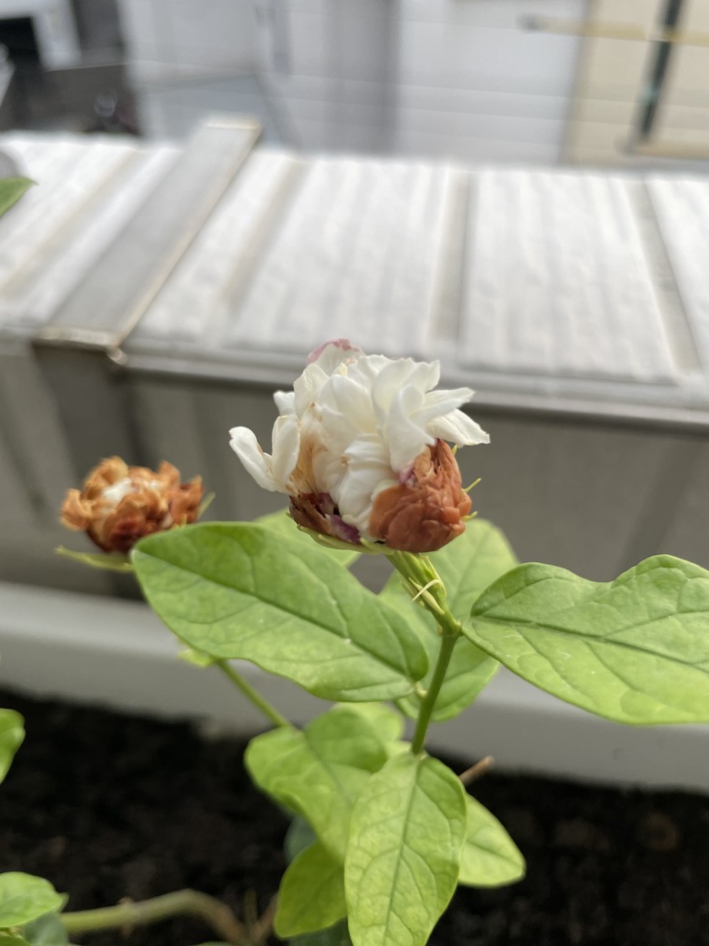 茉莉花苞枯黃