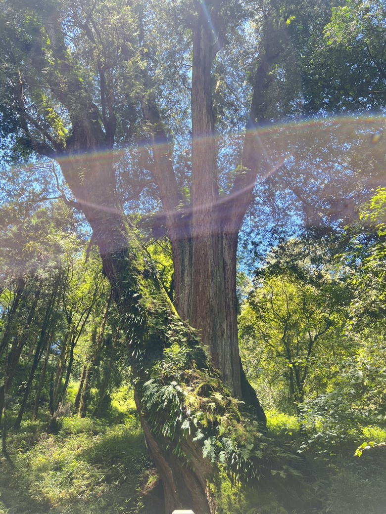【阿里山開箱】搭神木線森林小火車 × 漫步巨木群步道 ｜走進檜木森林與時光的深處