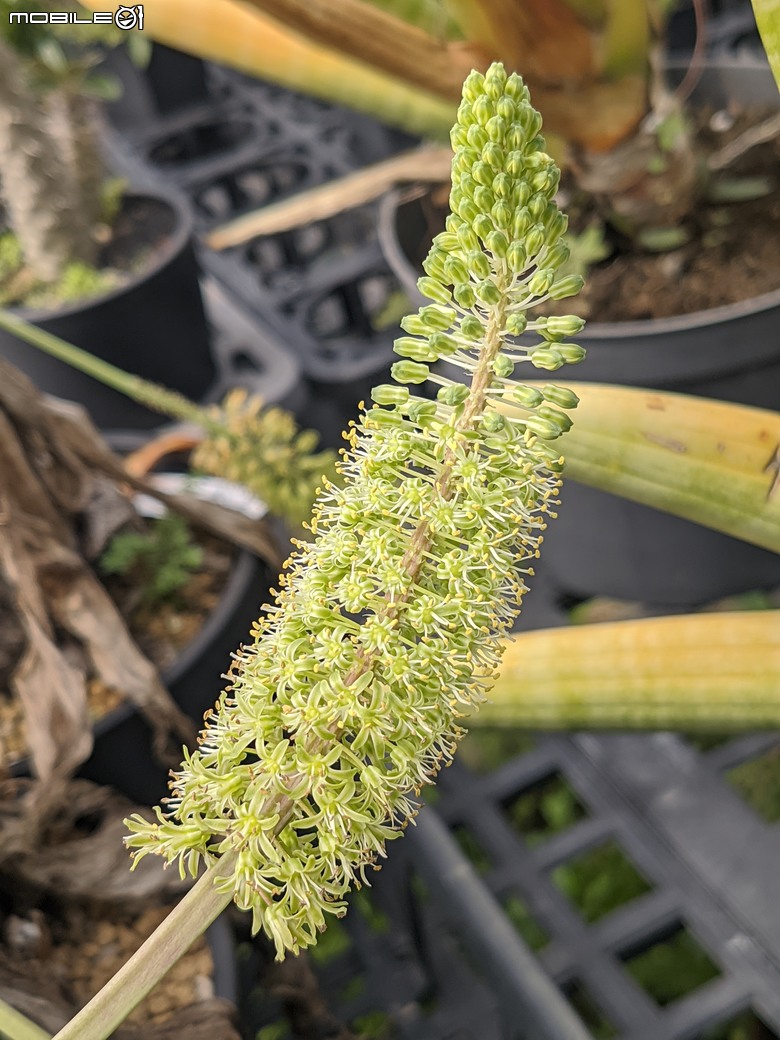 多肉植物開花 台南市歸仁區七甲花卉區 06/21