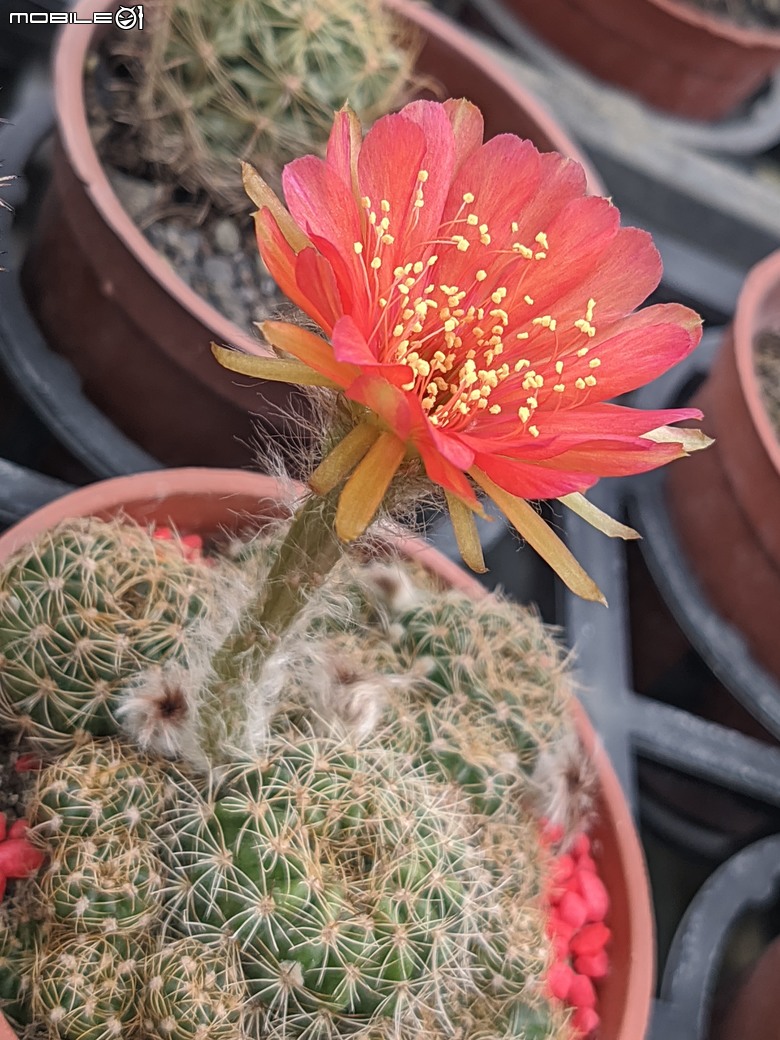 多肉植物開花 台南市歸仁區七甲花卉區 06/08