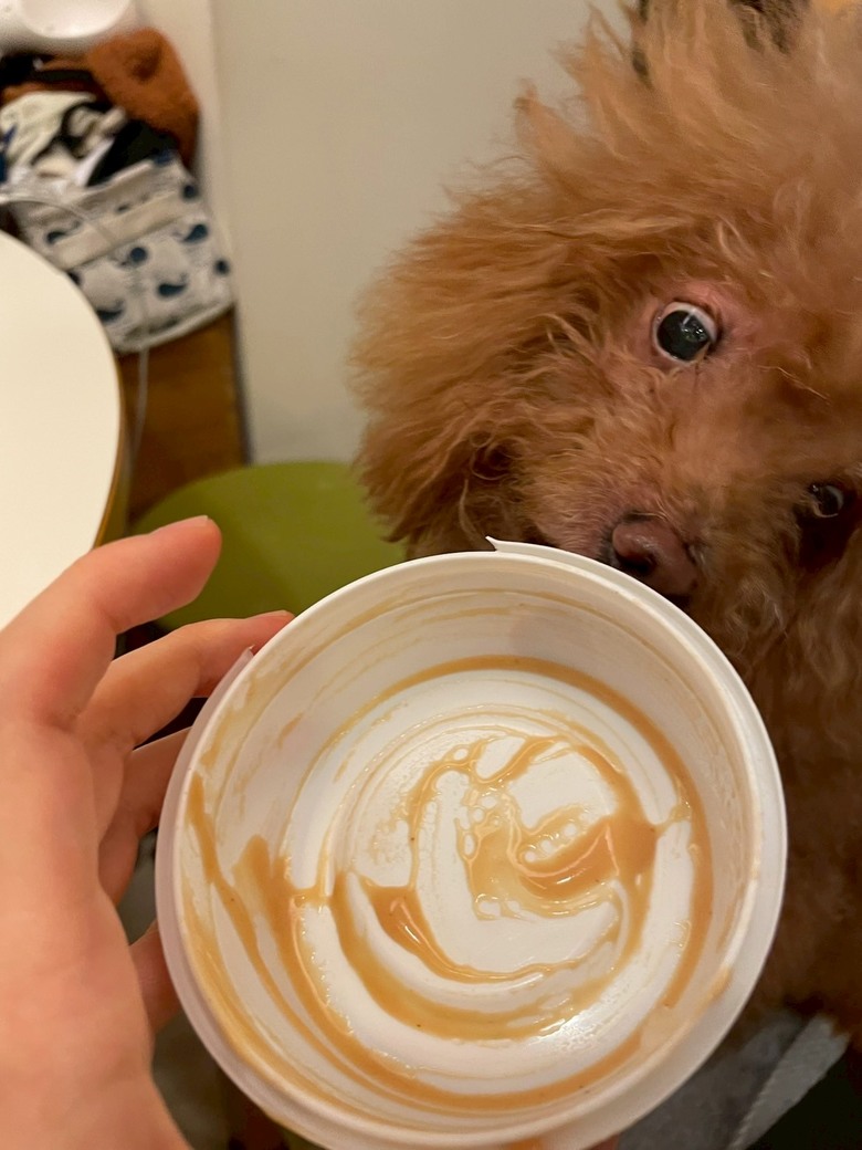 ipaw狗狗優格分享