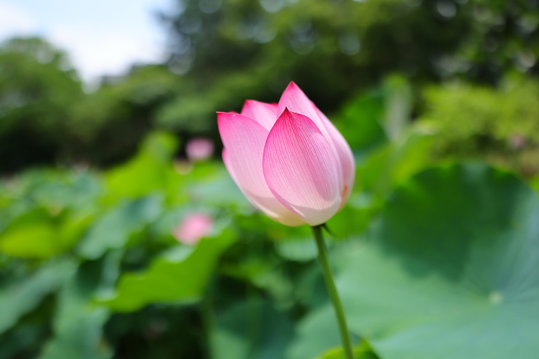 點我看大圖 Canon RF 20mm f/1.4L VCM 評測報告|開闊視野、攝錄混合一把罩!