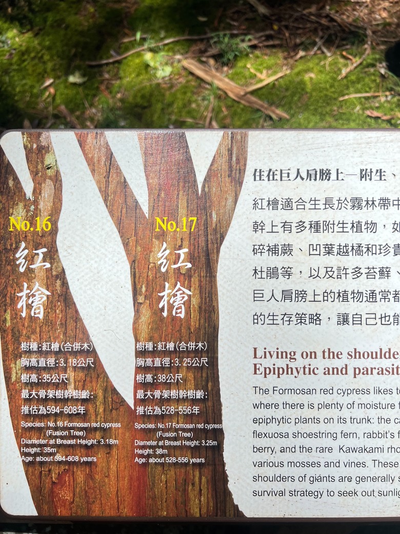 【阿里山開箱】搭神木線森林小火車 × 漫步巨木群步道 ｜走進檜木森林與時光的深處
