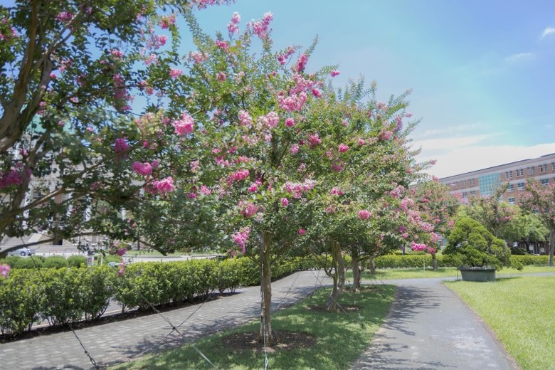 亞洲大學紫薇花綻放中！唯美花海x歐風建築 每一幀都美如畫