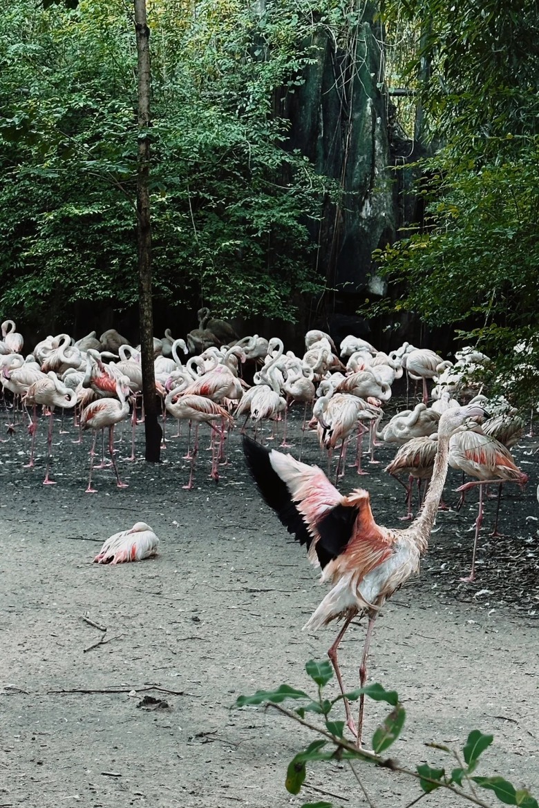 🇹🇭走訪全亞洲最大的野生動物園|不走回頭路的攻略