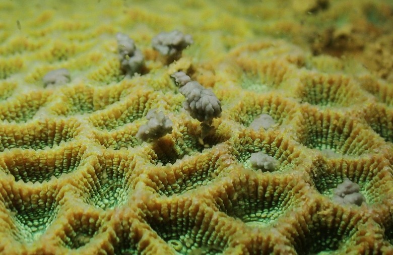 深圳大鵬海域鹿角珊瑚大規模產卵,猶如海底繁星