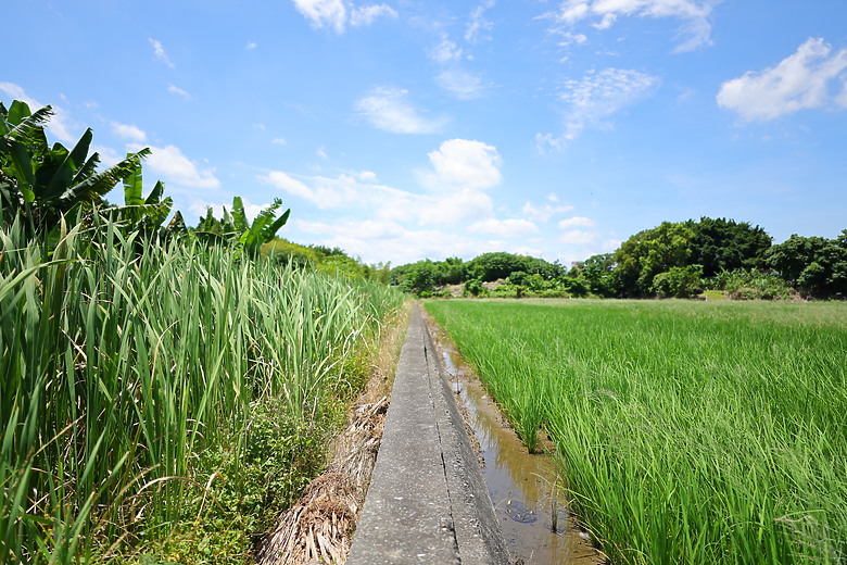 點我看大圖 Canon RF 20mm f/1.4L VCM 評測報告|開闊視野、攝錄混合一把罩!