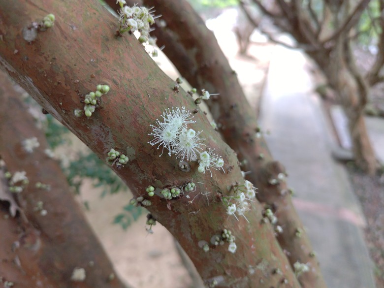 點我看大圖 【遊記】原來還有比「烏骨雞湯」,還要更黑的「雞湯」,關西仙草博物館 - 大漠國渡