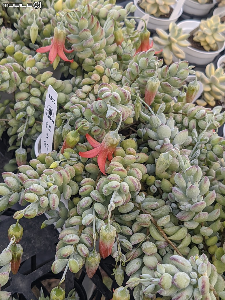 多肉植物開花 台南市歸仁區七甲花卉區 06/21