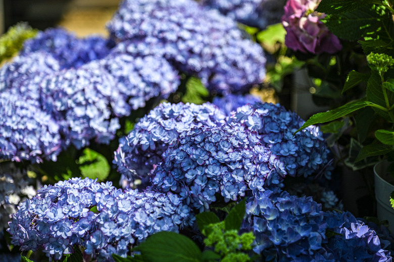 東京市區也可欣賞整片的紫陽花-文京區白山神社紫陽花季
