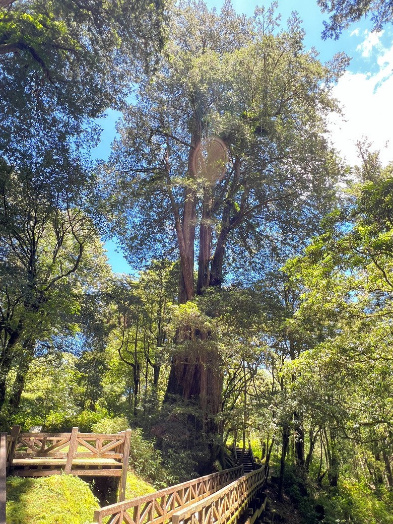 【阿里山開箱】搭神木線森林小火車 × 漫步巨木群步道 ｜走進檜木森林與時光的深處