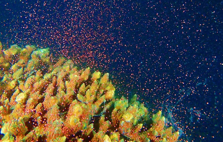 深圳大鵬海域鹿角珊瑚大規模產卵,猶如海底繁星