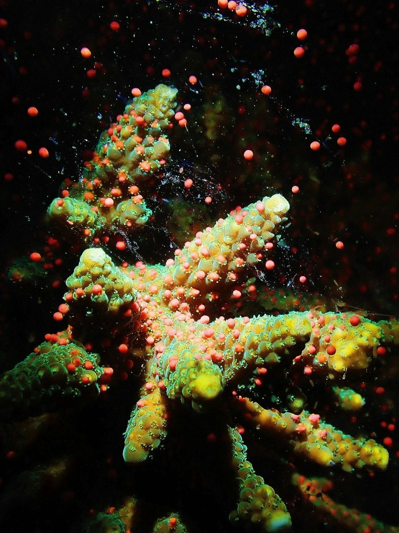 深圳大鵬海域鹿角珊瑚大規模產卵,猶如海底繁星