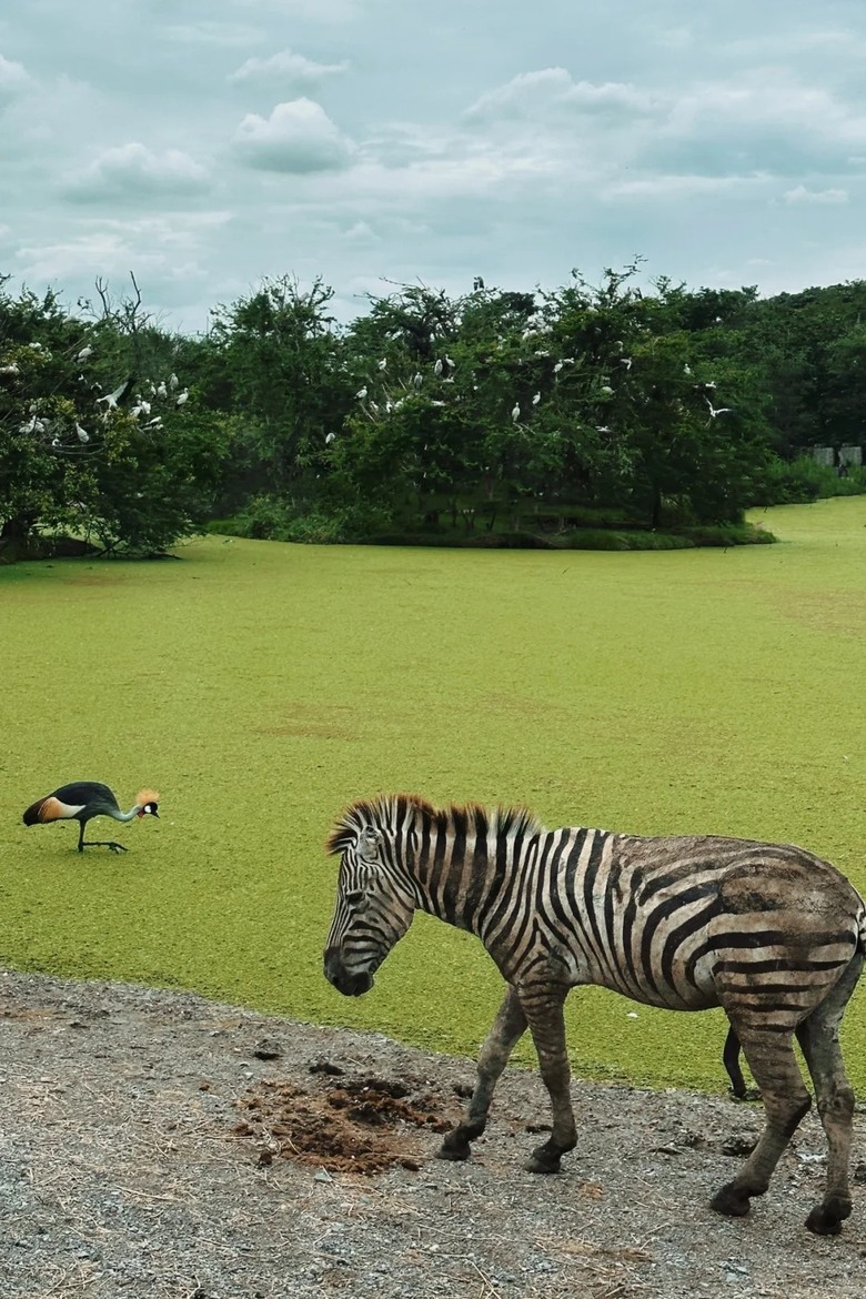 🇹🇭走訪全亞洲最大的野生動物園|不走回頭路的攻略