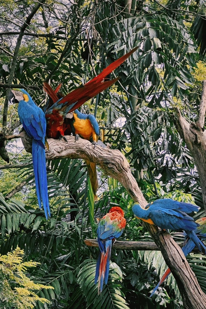 🇹🇭走訪全亞洲最大的野生動物園|不走回頭路的攻略