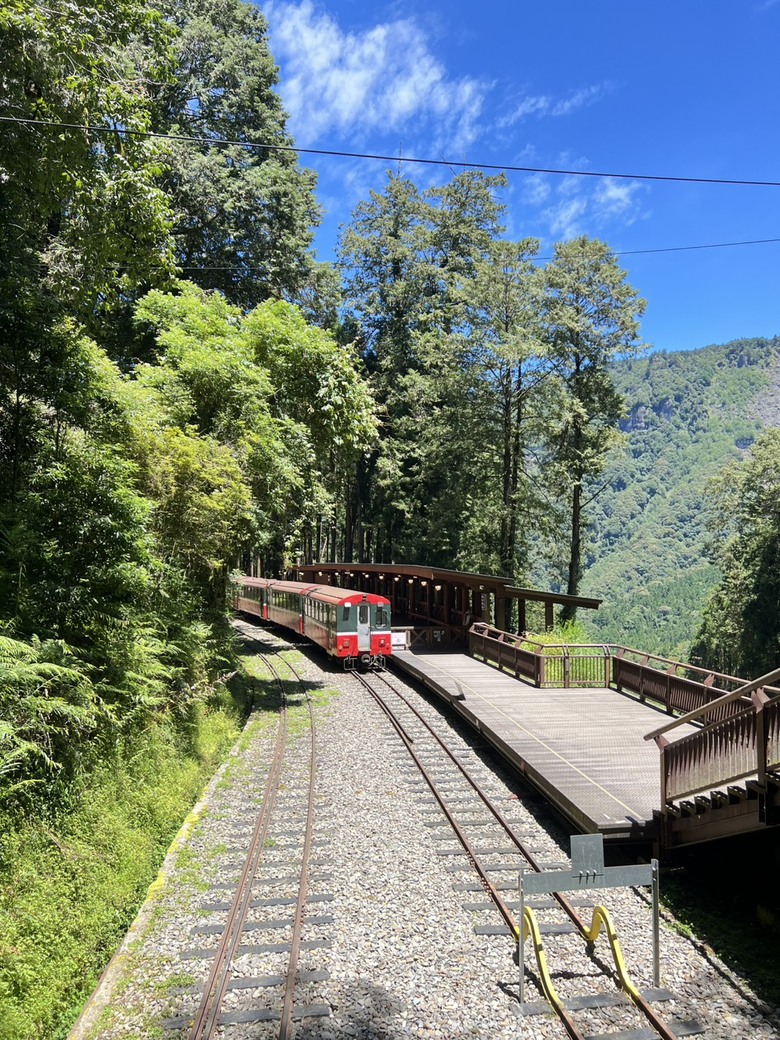 【阿里山開箱】搭神木線森林小火車 × 漫步巨木群步道 ｜走進檜木森林與時光的深處