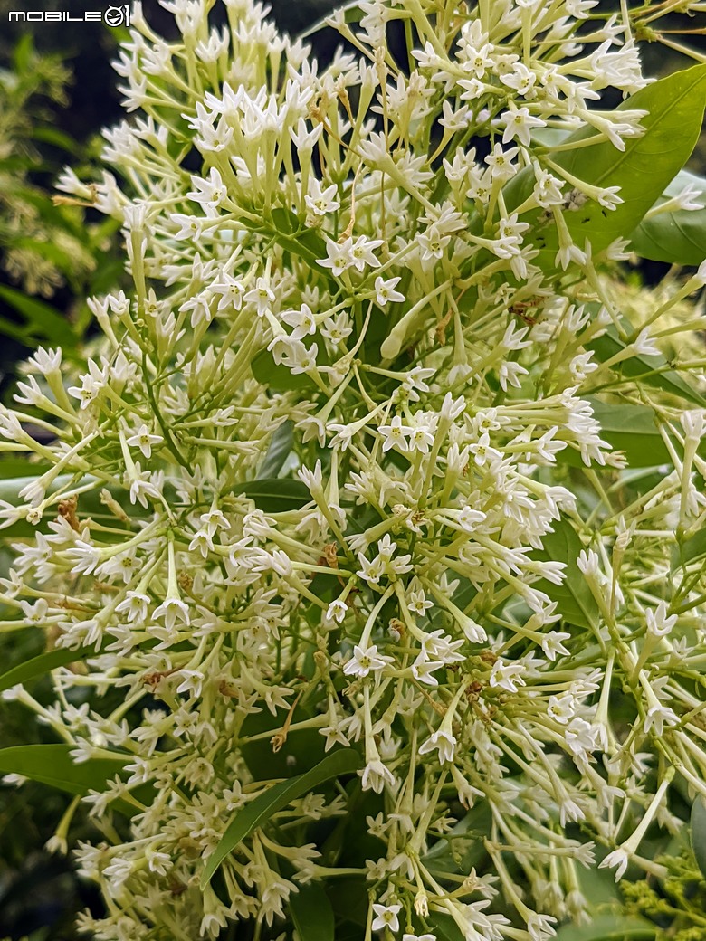 澤瀉+夜香木+紫薇 台南市南區新生里竹溪-綠蔭步道 06/22