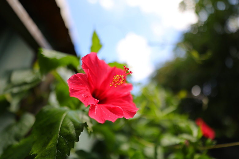 點我看大圖 Canon RF 20mm f/1.4L VCM 評測報告|開闊視野、攝錄混合一把罩!