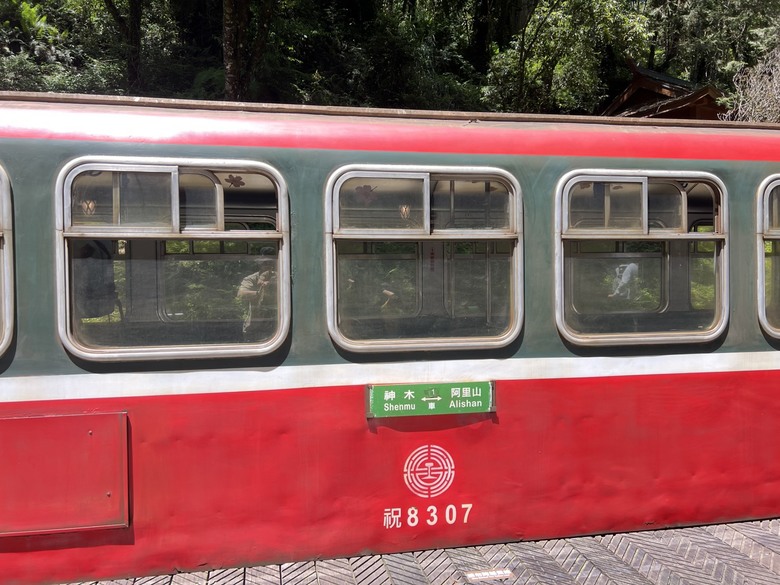 【阿里山開箱】搭神木線森林小火車 × 漫步巨木群步道 ｜走進檜木森林與時光的深處