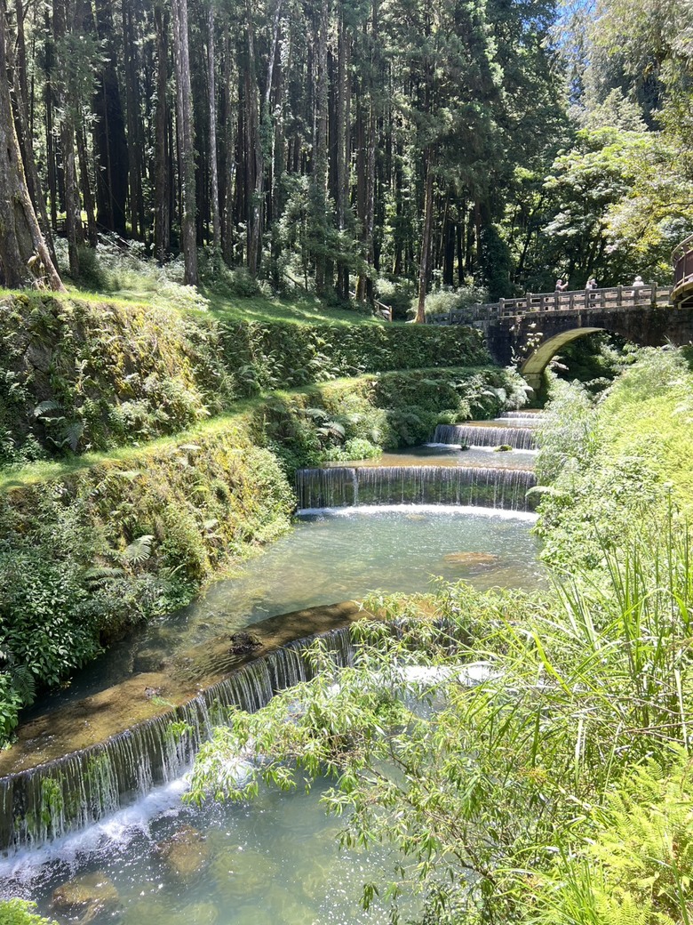 【阿里山開箱】搭神木線森林小火車 × 漫步巨木群步道 ｜走進檜木森林與時光的深處