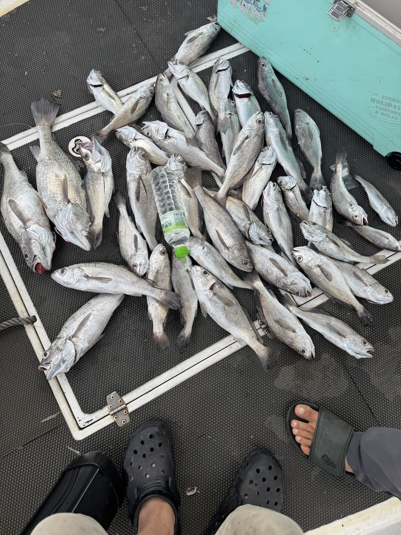 淡水漁人碼頭船釣黑喉