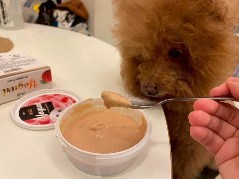 ipaw狗狗優格分享