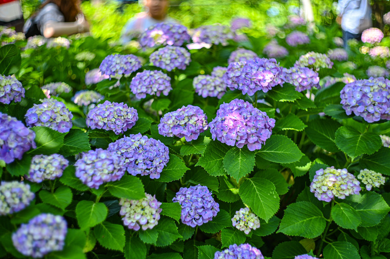 東京市區也可欣賞整片的紫陽花-文京區白山神社紫陽花季