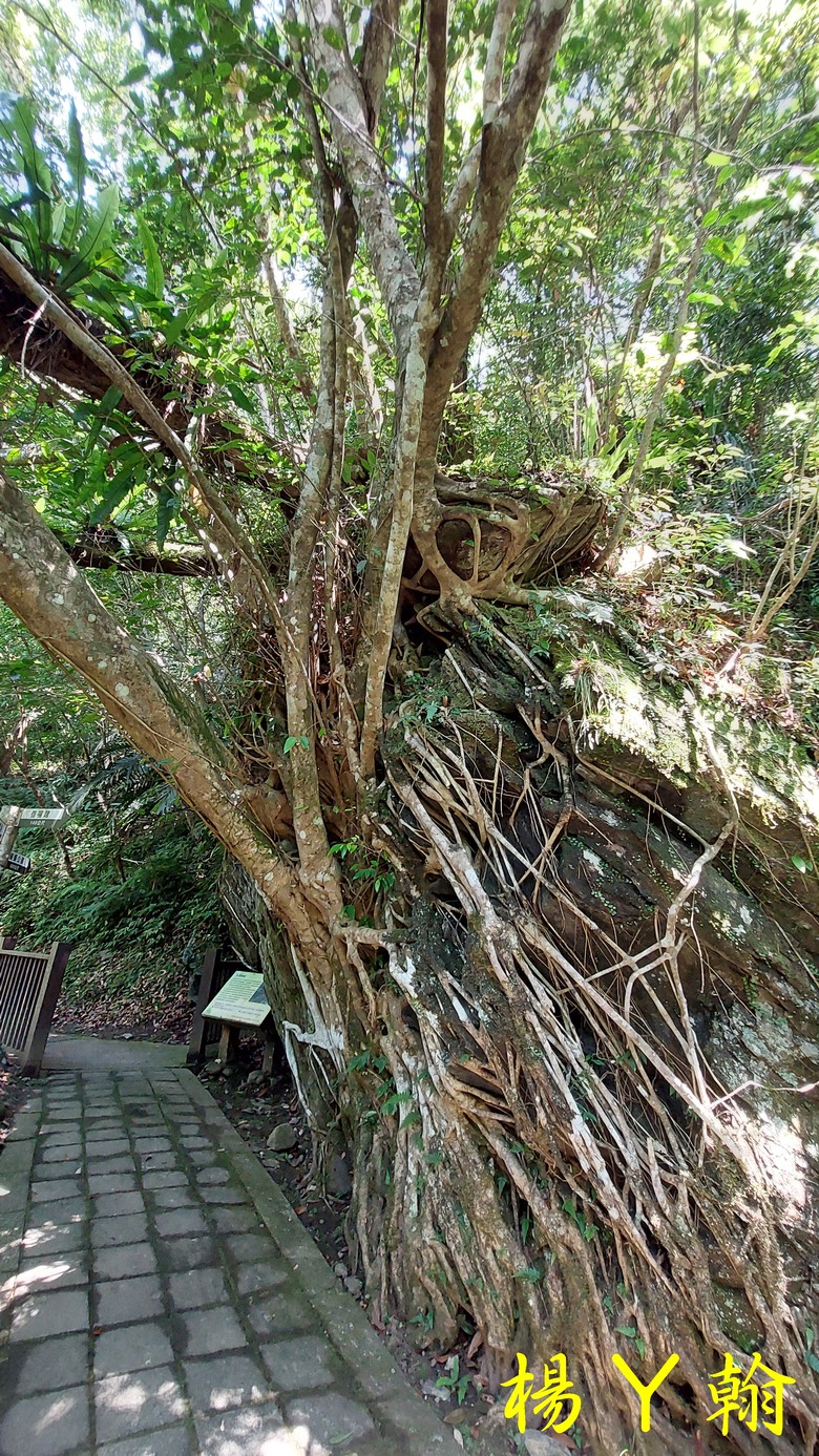 【郊山走走】烏來蝴蝶公園消暑愜意、輕鬆健行溪瀧步道、古圳步道