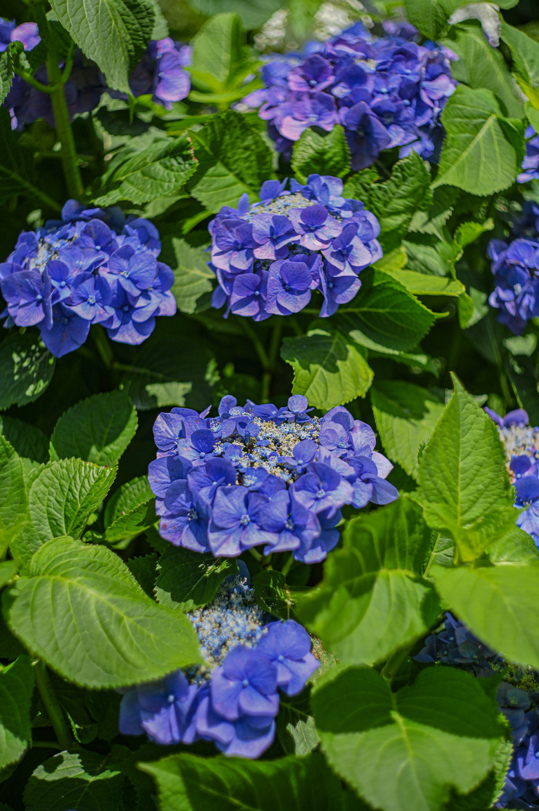 東京市區也可欣賞整片的紫陽花-文京區白山神社紫陽花季